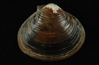 藏品(臺灣蜆)的圖片